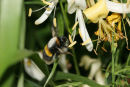 06-6618 Pollen Covered Bumble Bee (Bombus terrestris)in Flight with Honysuckle Flowers in Background